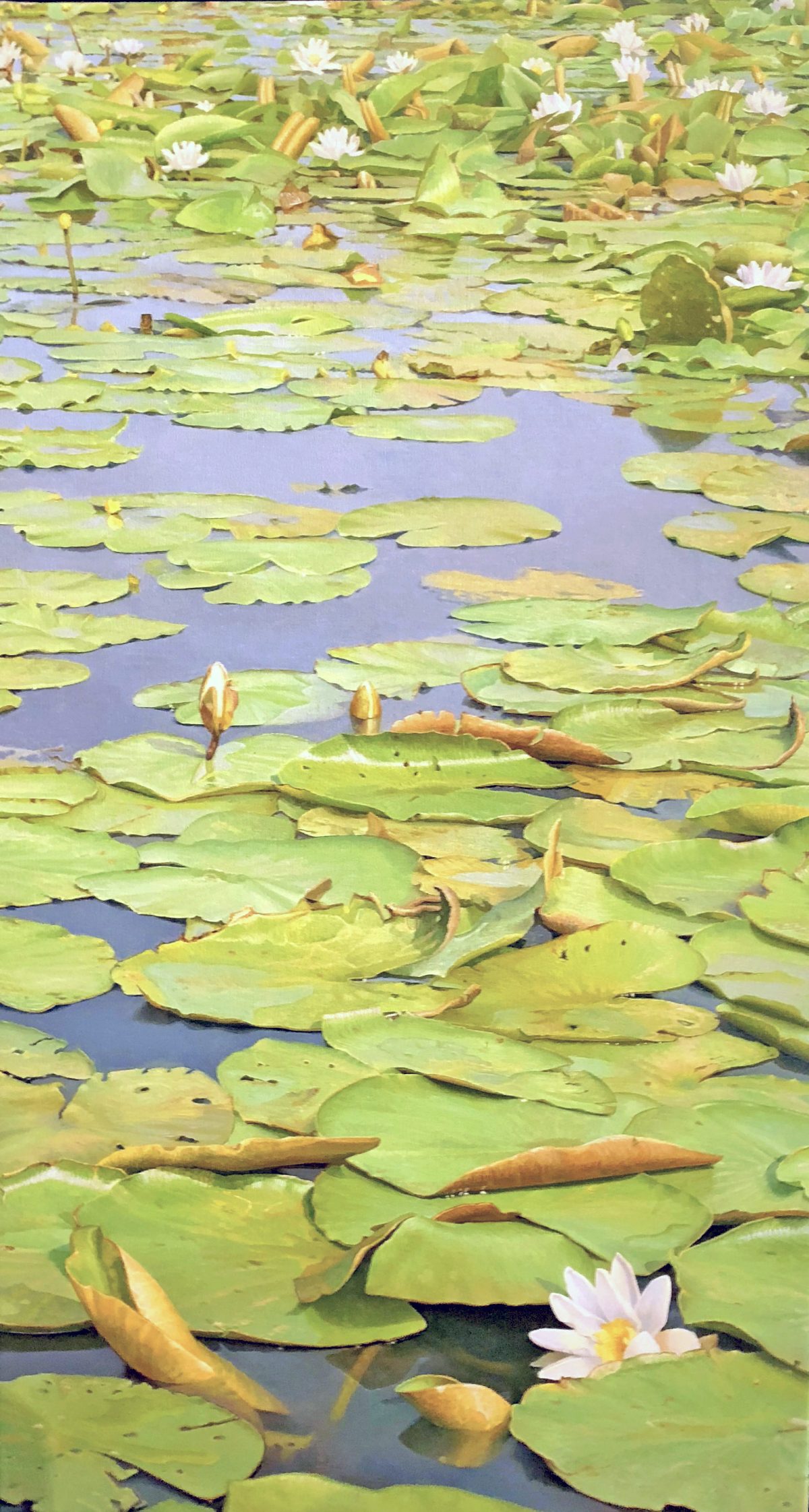 Waterlelies bij de “Ronde Hoep”