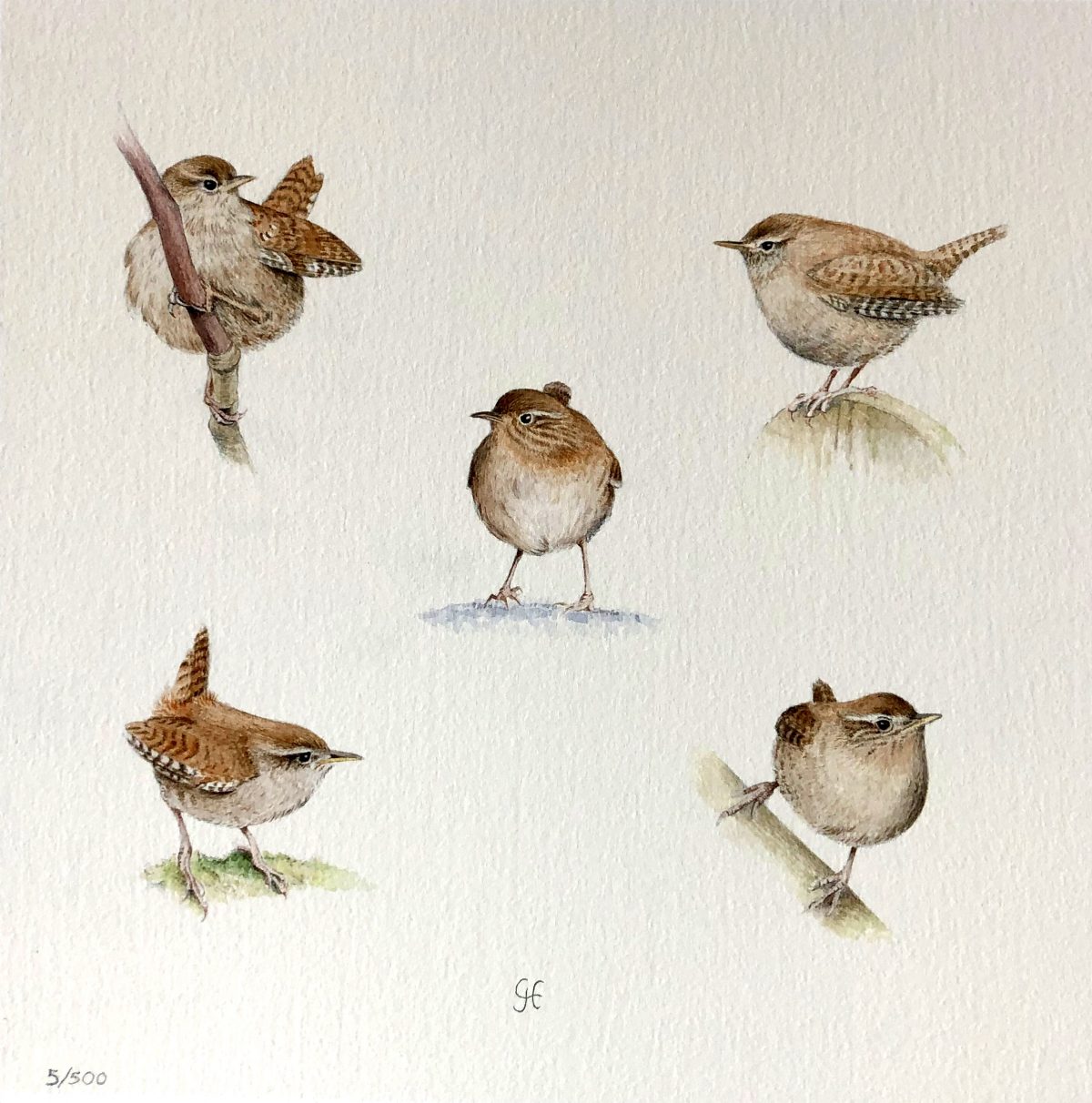 Vijf Vogels