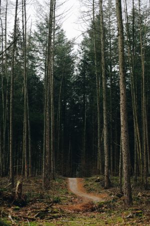 Jurjen Rozeboom - Bomenweg