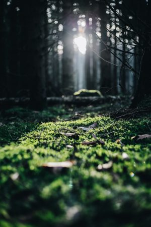 Jurjen Rozeboom - Green Gaasterland