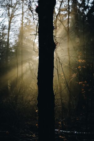 Jurjen Rozeboom - Tegenlicht