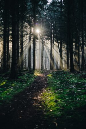 Jurjen Rozeboom - Zon Bomen