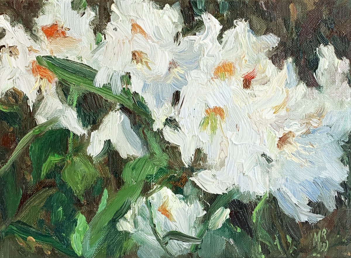 Witte Rododendron