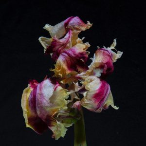 Tulp I