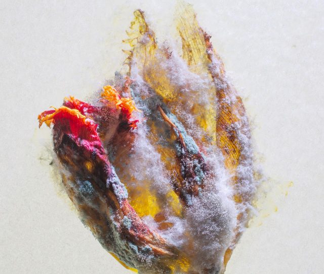 Han Reeder, Jikke van de Waal-Bijma, Ad Verstijnen & meer