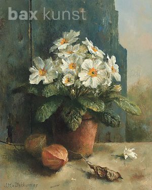 Marius van Dokkum - Primula