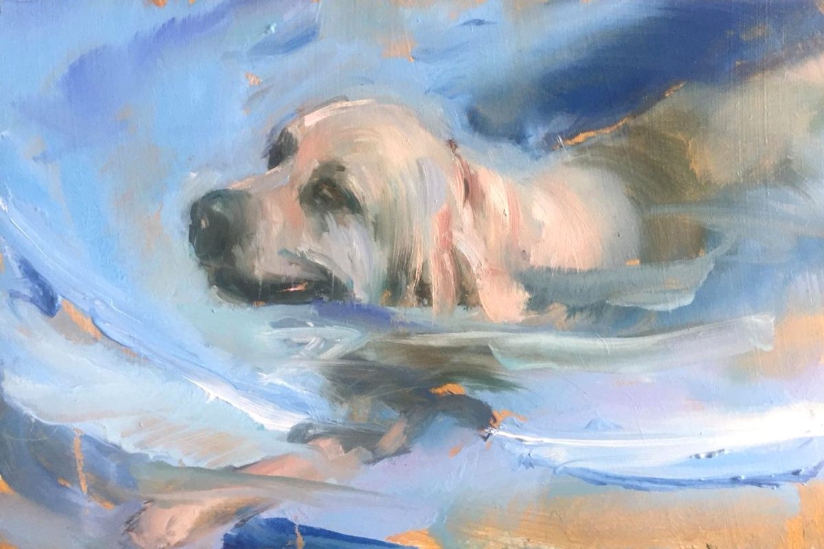 Zwemmende hond