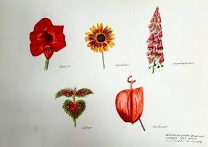 Louis van Gorkom - Bloemen en planten