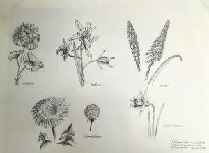 Louis van Gorkom - bloemen potlood I
