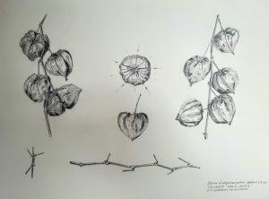 Louis van Gorkom - Studie Lampionnen plant