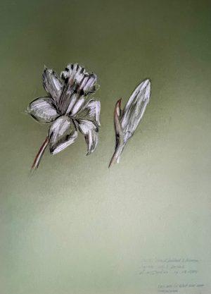 Louis van Gorkom - Narcis I