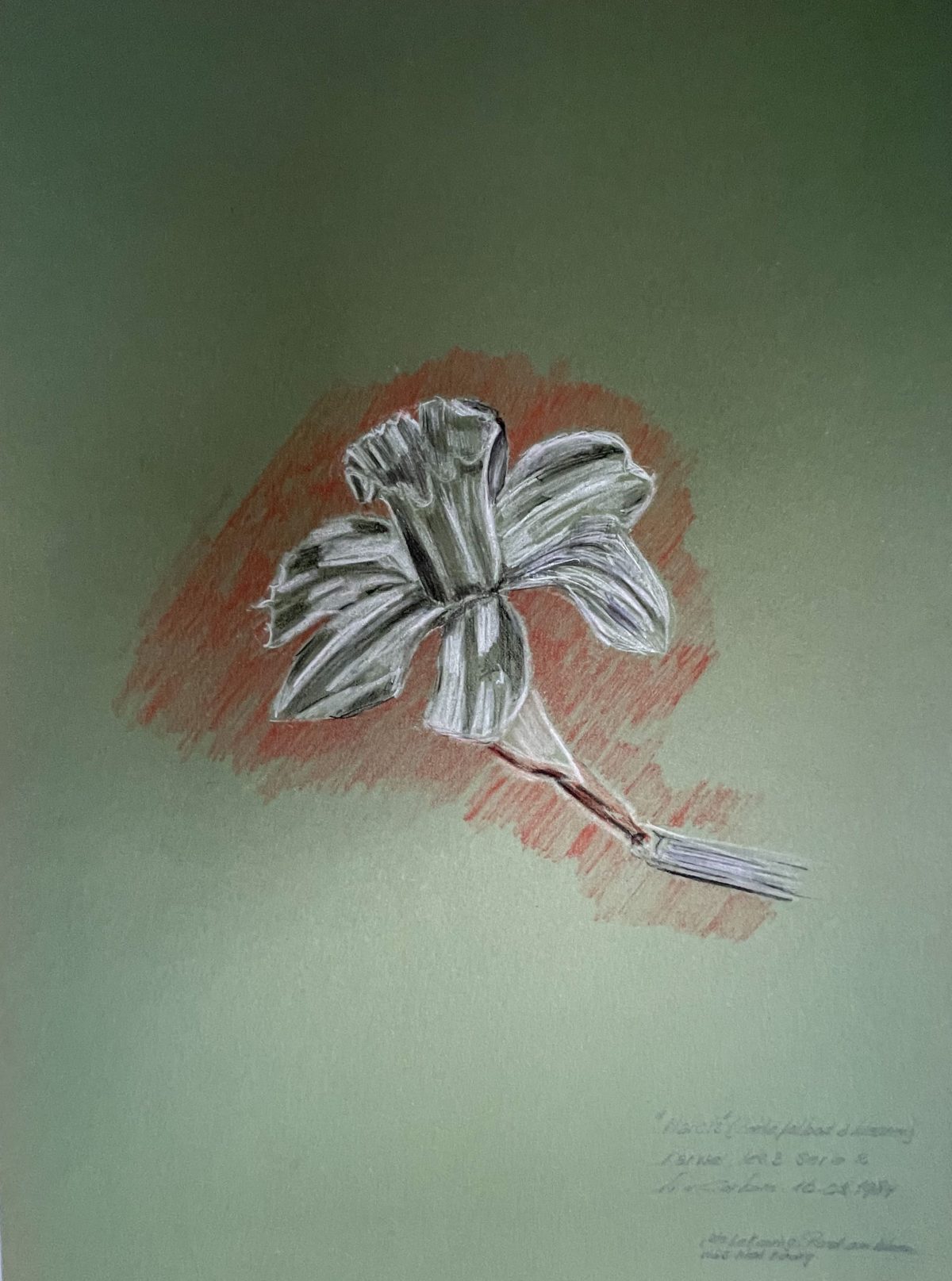 Narcis II