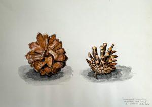Louis van Gorkom - Denneappels