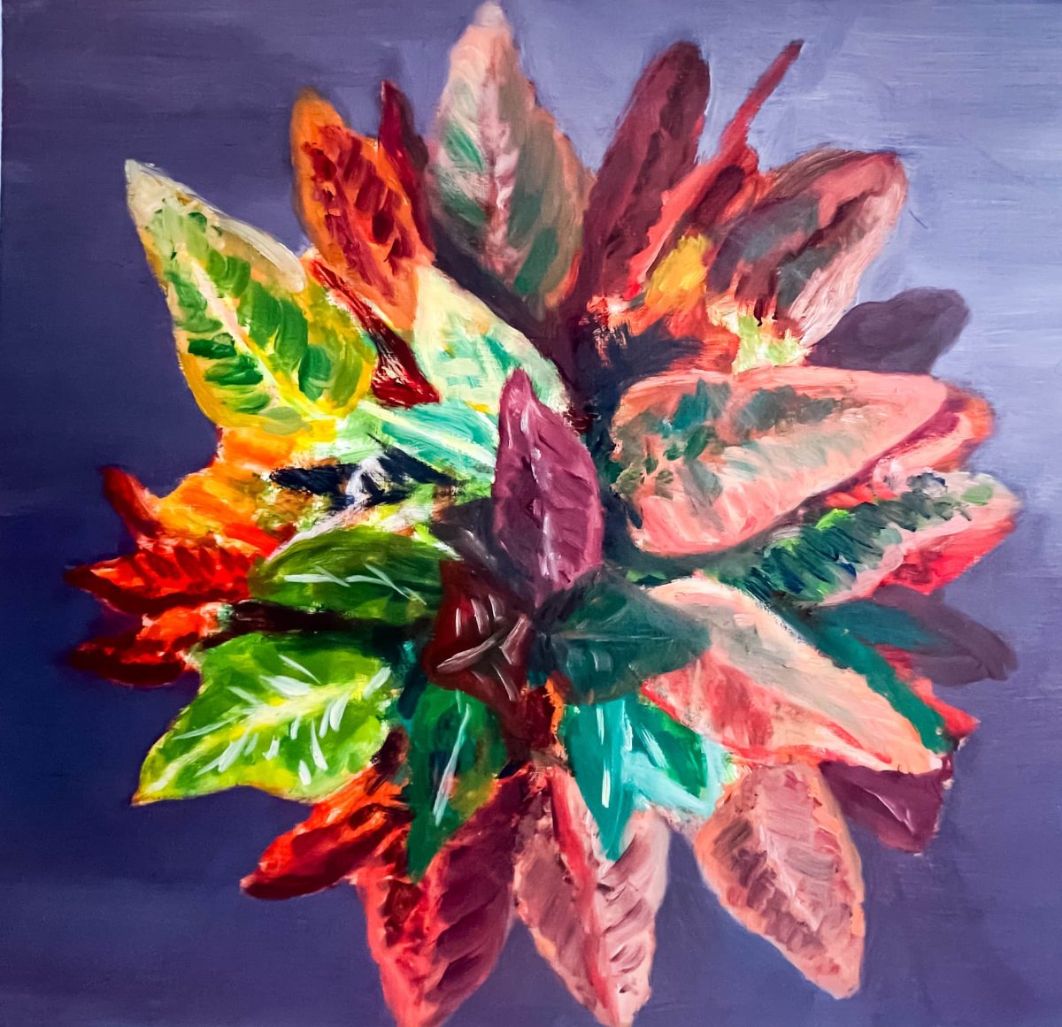 Kamerplant met rood blad
