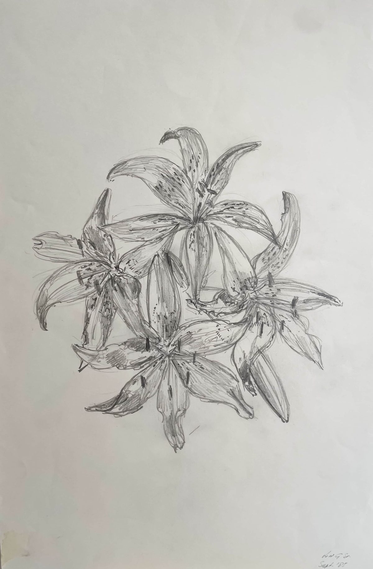 Amaryllis met potlood