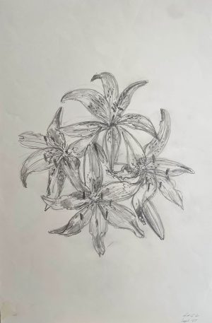 Louis van Gorkom - Amaryllis met potlood