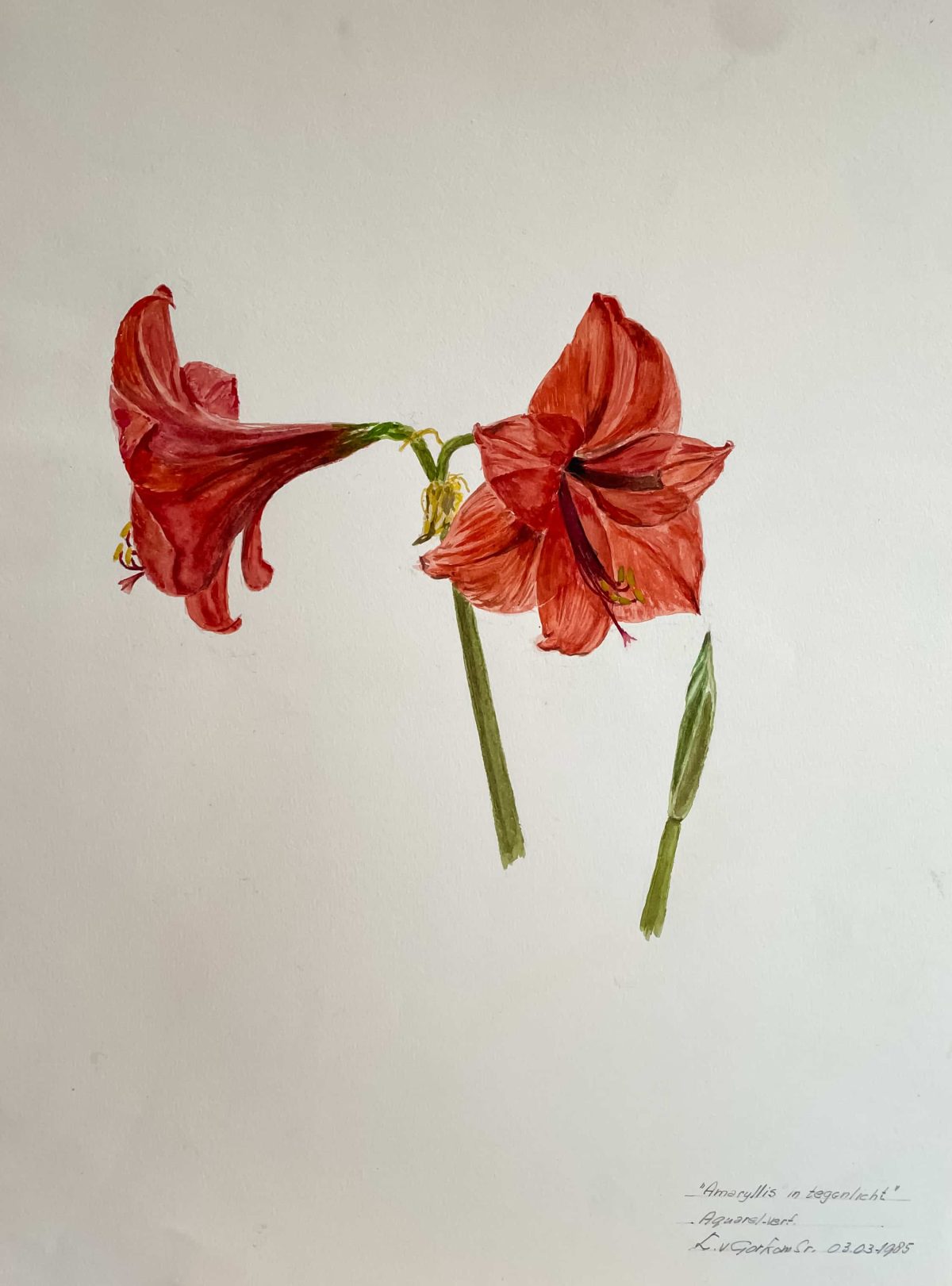 ‘Amaryllis’ in tegenlicht