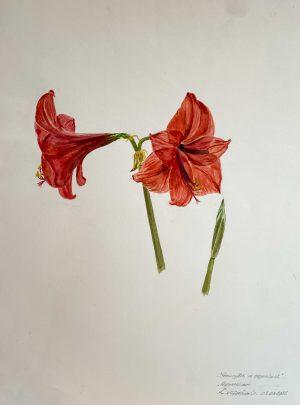 Louis van Gorkom - ‘Amaryllis’ in tegenlicht