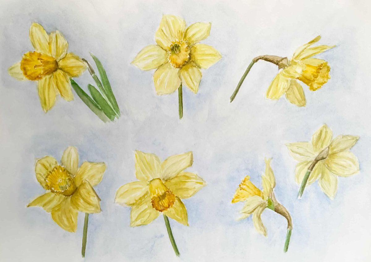 Trompetnarcis