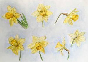 Louis van Gorkom - Trompetnarcis