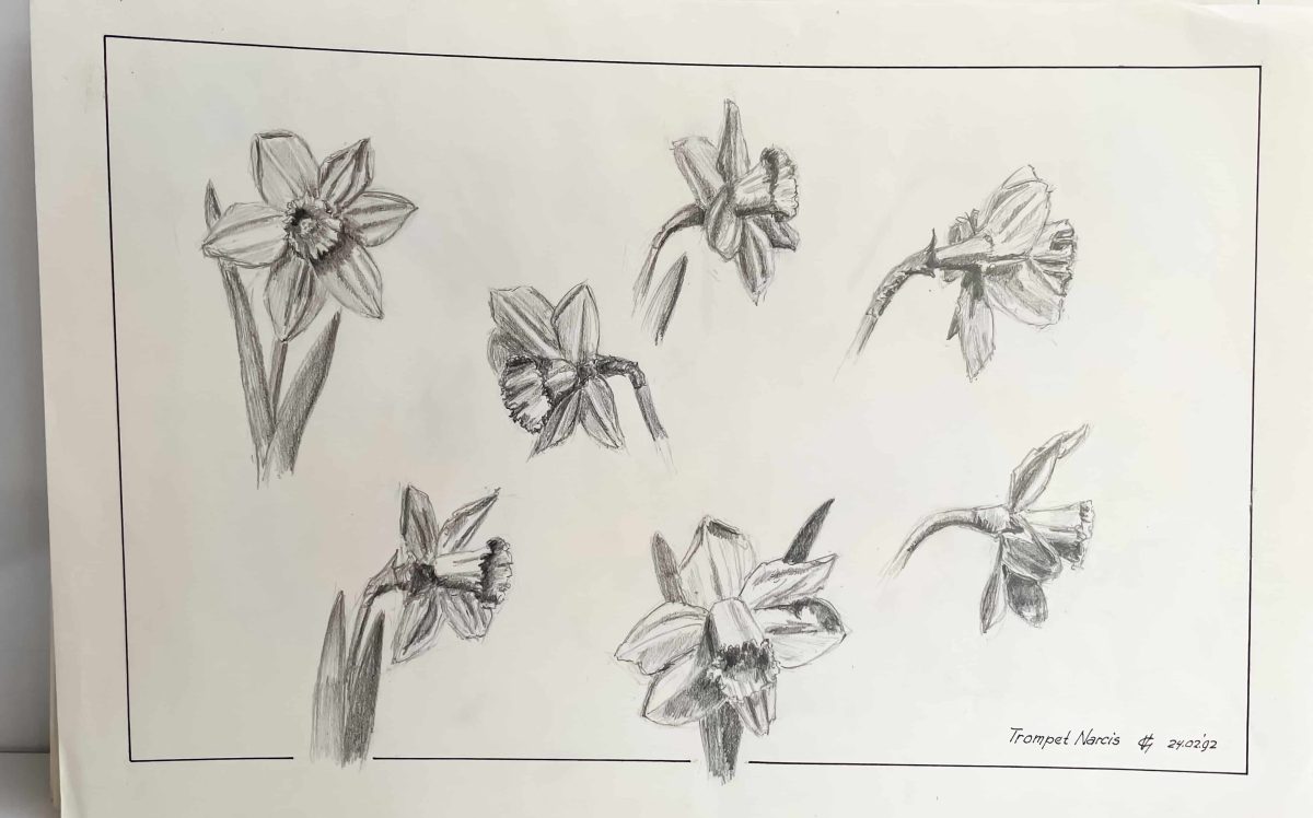 Trompetnarcis II
