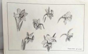Louis van Gorkom - Trompetnarcis II