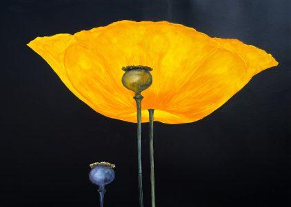 Nelly van Nieuwenhuijzen - Gele papaver