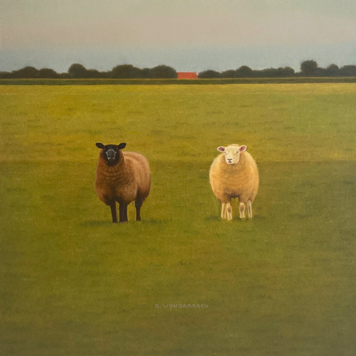 Schapen