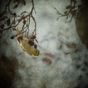 Rinkje Miedema - vogel II