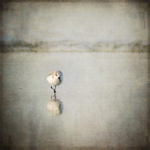 Rinkje Miedema - vogel I