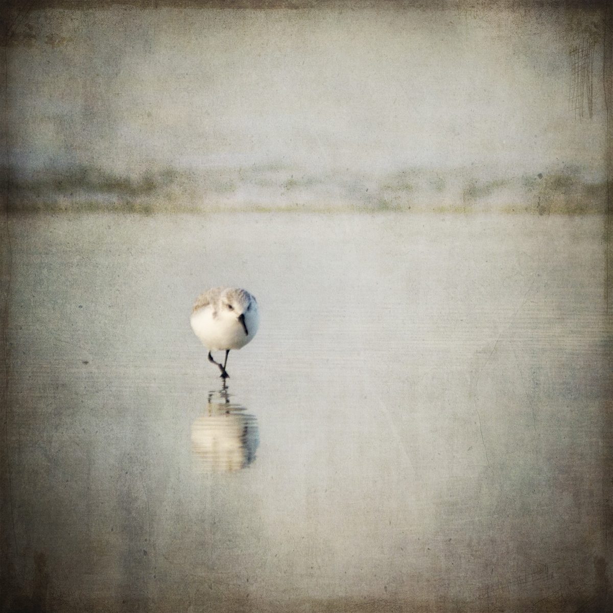 vogel I