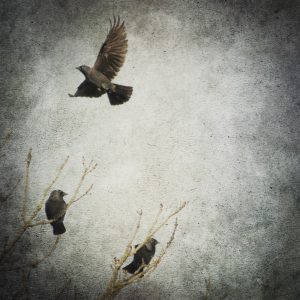 Rinkje Miedema - vogels I