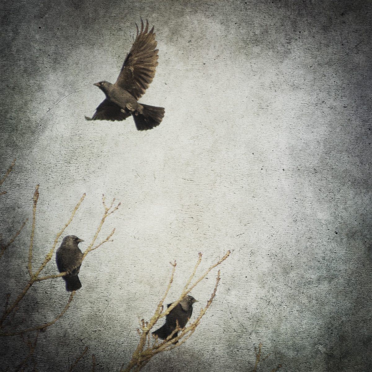 vogels I