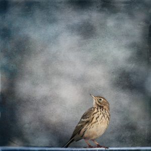 Rinkje Miedema - vogel III