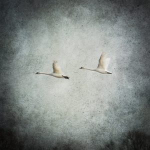 Rinkje Miedema - vogels II
