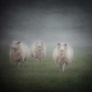 Rinkje Miedema - Schapen