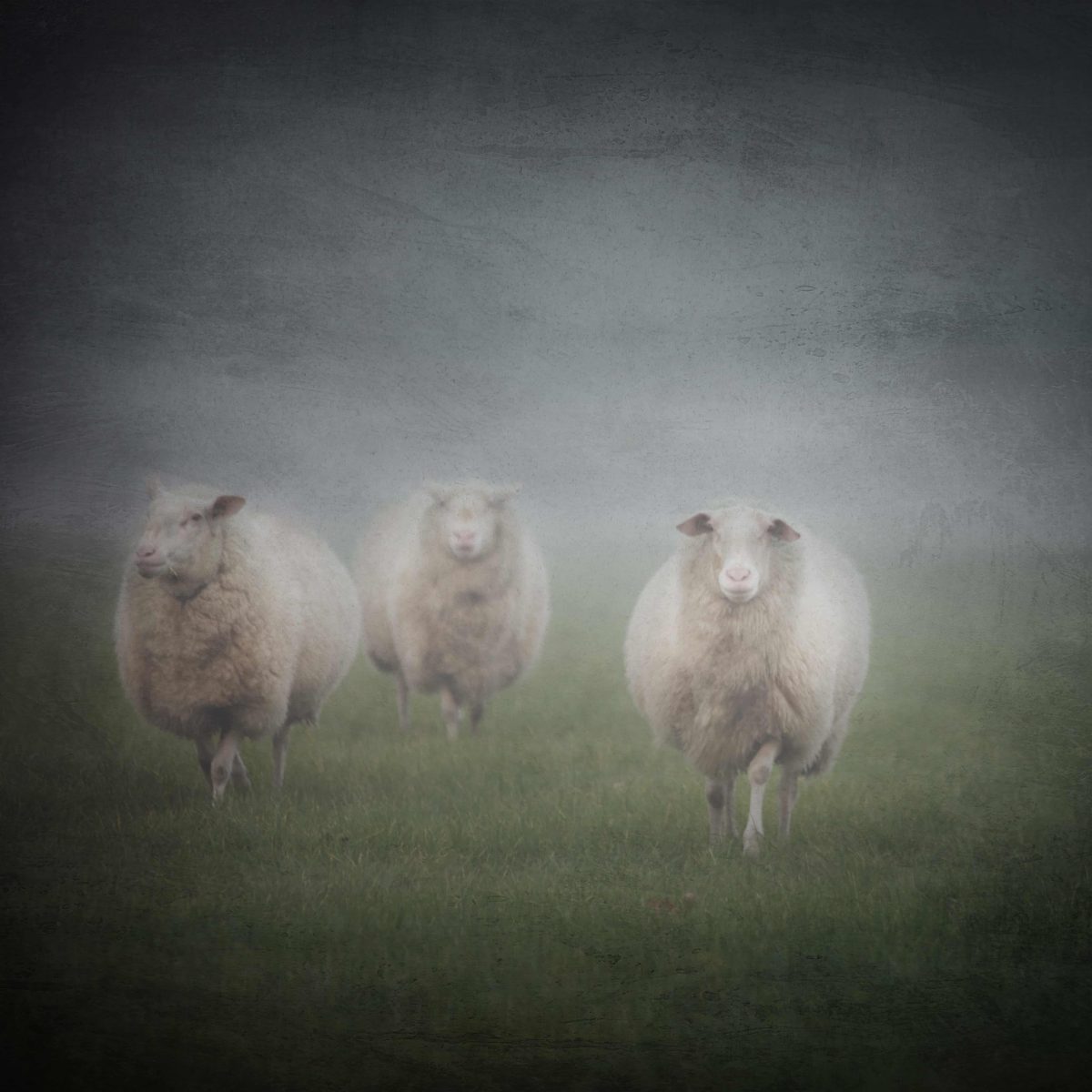 Schapen