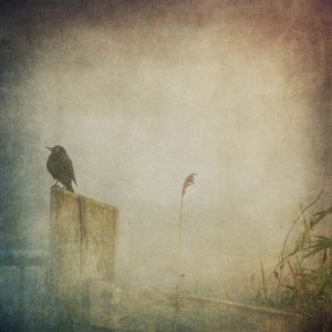 Rinkje Miedema - Vogel IV