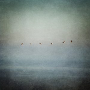 Rinkje Miedema - Vogels III
