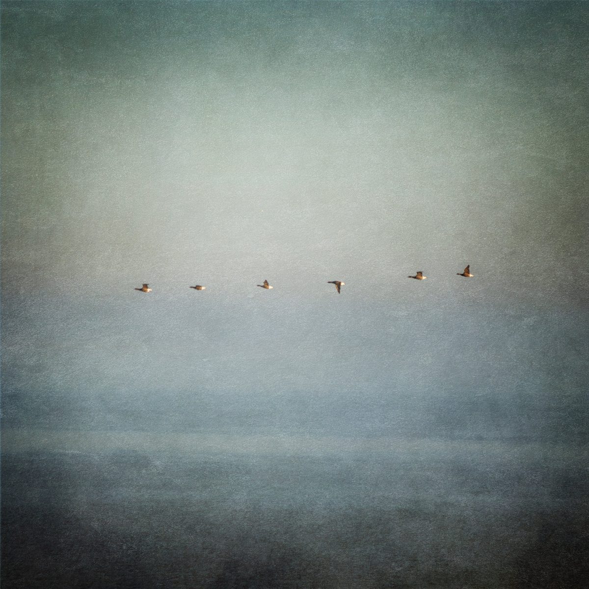 Vogels III