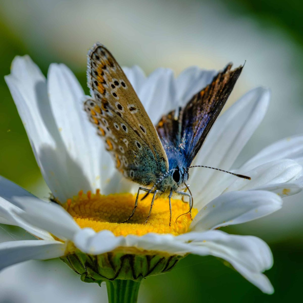 Kleine vlinder op Magriet