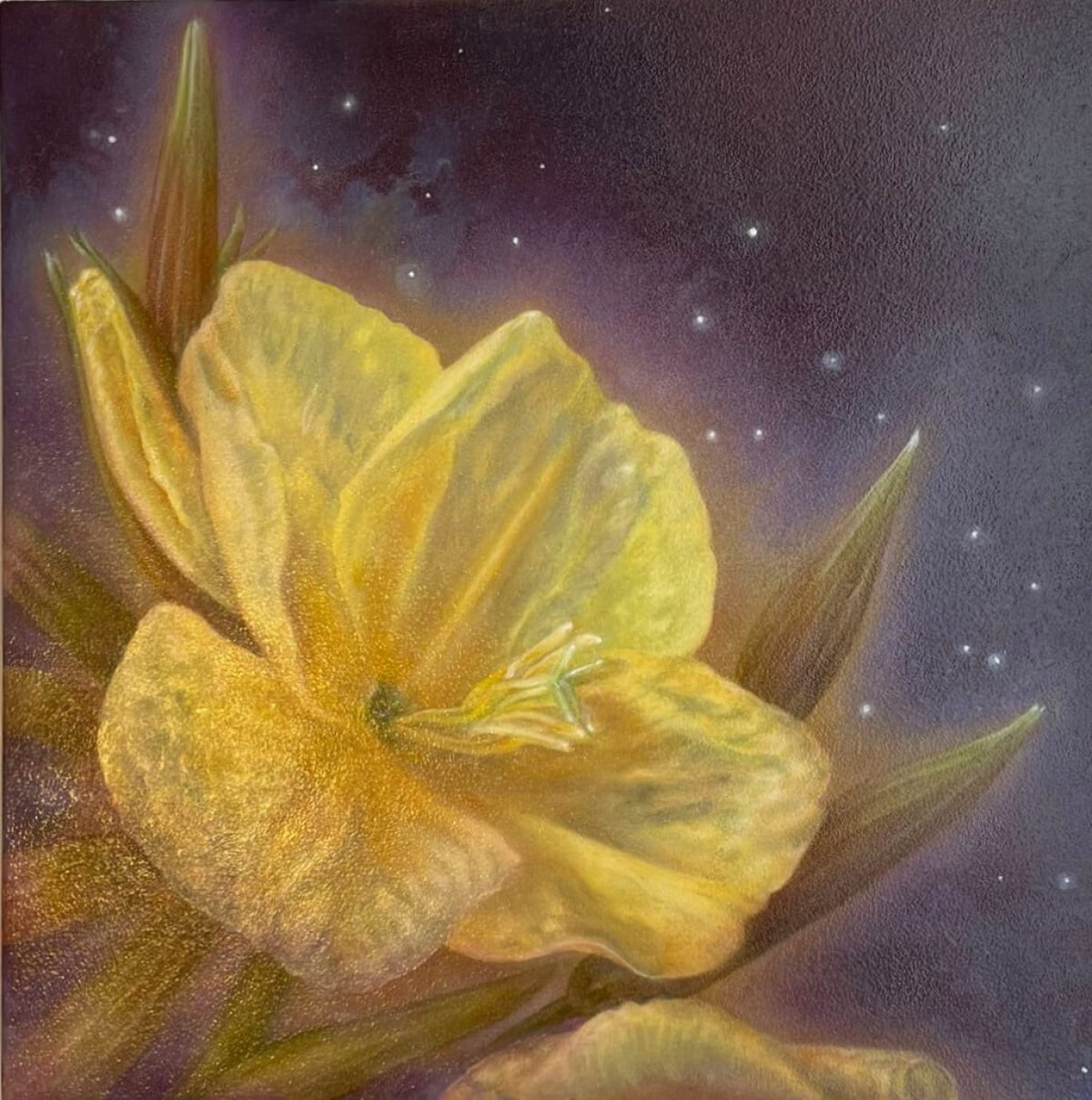 Teunisbloem