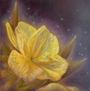 Froukje Torensma-Stol - Teunisbloem
