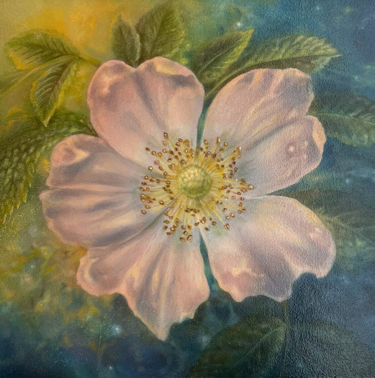 Rosa Canina