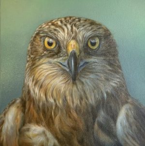Froukje Torensma-Stol - Bruine Kiekendief