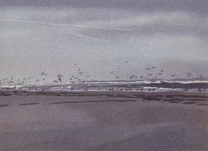 Saskia van Montfort - Zwarte haan
